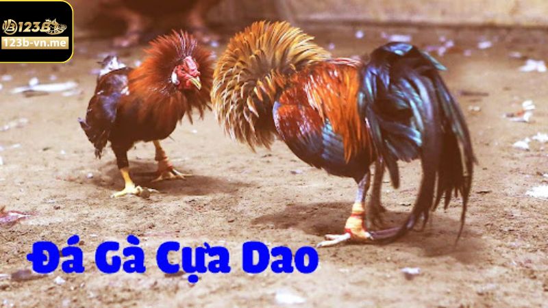 Tham khảo các kèo cược đá gà cựa dao phổ biến