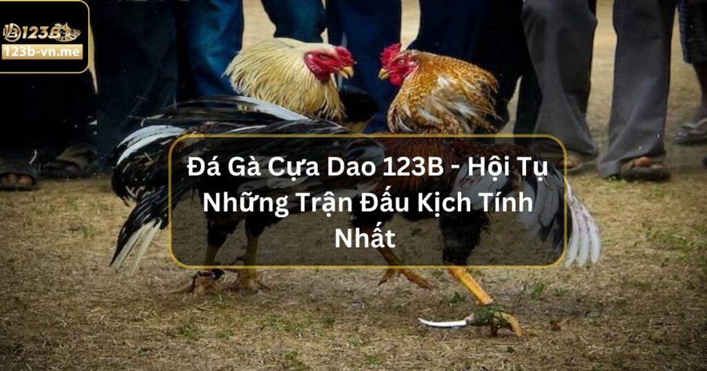 Đá Gà Cựa Dao Tại 123B - Hội Tụ Những Trận Đấu Kịch Tính Nhất 