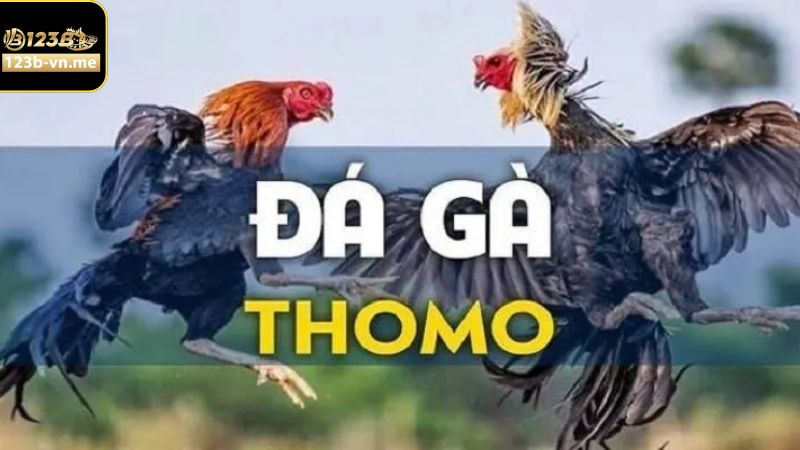 Khái niệm chi tiết về trò chơi chọi gà Thomo